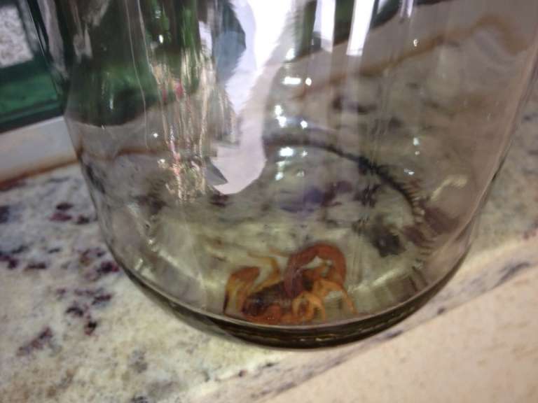 Semana passada apareceu um escorpião na casa de Lurdes. (Foto: Direto das Ruas)