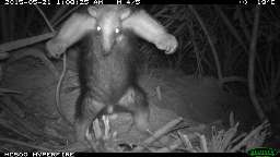 Tamanduá-mirim preferiu fazer pôse para sair bem na foto.