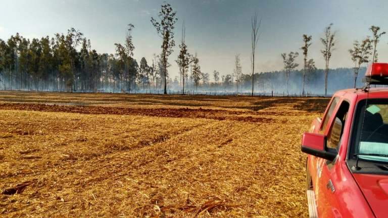 Incêndio destruiu 50 hectares de fazenda em Chapadão do Sul (Foto: Divulgação / Corpo de Bombeiros)