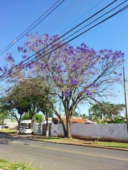 O jacarandá mimoso colore a vista de quem passa pela Rua Jeribá, próximo ao Shopping Campo Grande. (Foto: Arquivo pessoal/ Mariana carneiro)