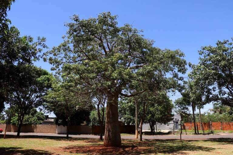 Campo Grande News