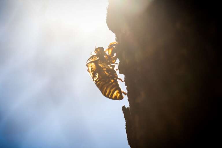É comum ouvirmos as canções das cigarras quando temos radiação solar (Foto: Henrique Kawaminami)