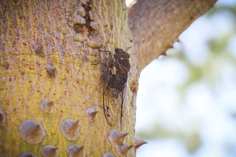 Cigarras no tronco de árvore no Parque das Nações Indígenas (Foto: Henrique Kawaminami)