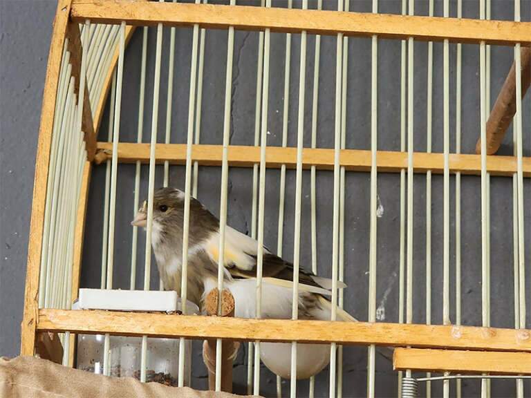 (Foto: Imasul e PMA/MS)