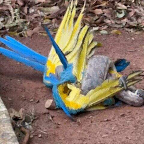 "Arara monitorada há cinco anos vira presa de jiboia no Parque dos Poderes"