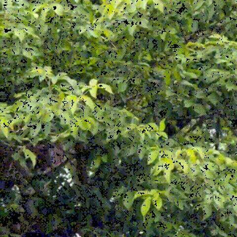 "Duelo de onças no alto de árvore é flagrante num dia “comum” no Pantanal"