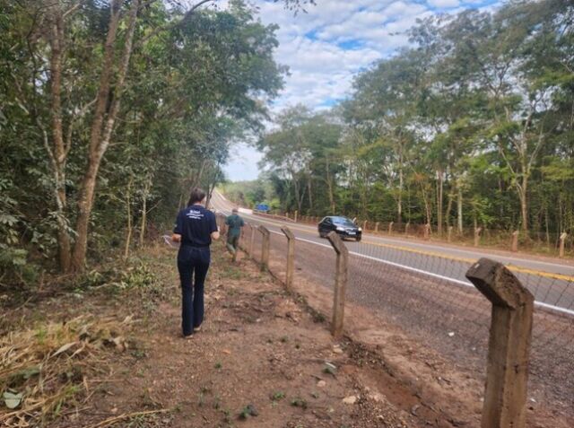 "Mato Grosso do Sul vira laboratório para reduzir acidentes com fauna em rodovias"