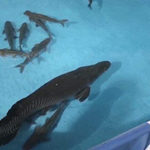 "Pirarucu que pulou de carro em movimento ganha nome e vai morar no Bioparque"