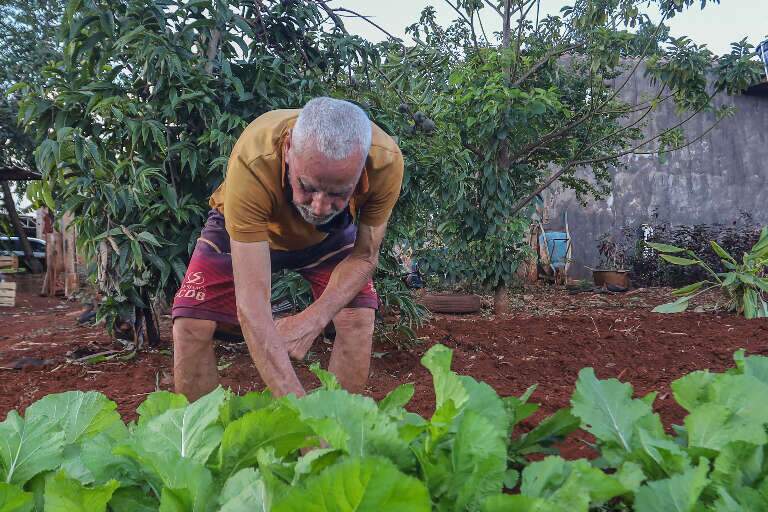 Onofre Damasceno cuida de sua horta orgânica. (Foto: Paulo Francis)