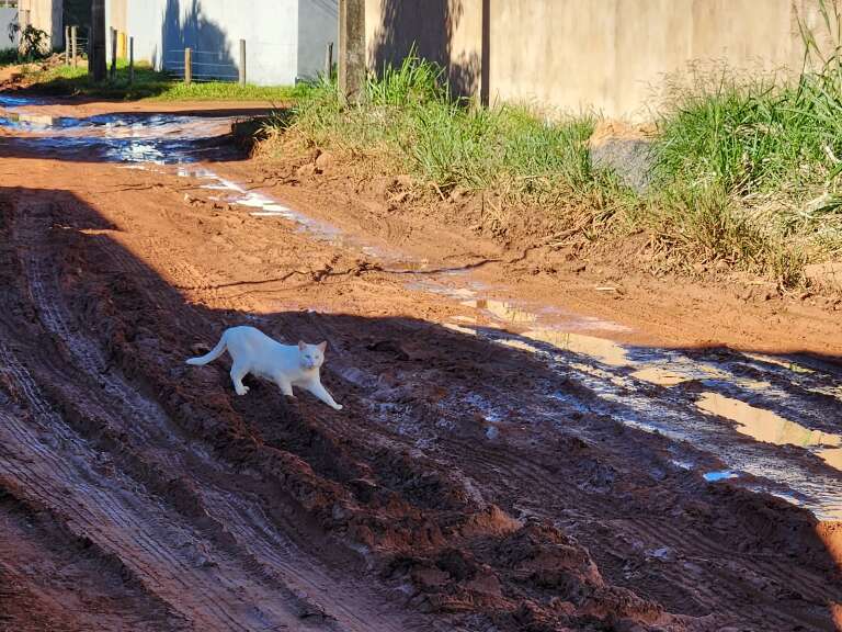 Campo Grande News