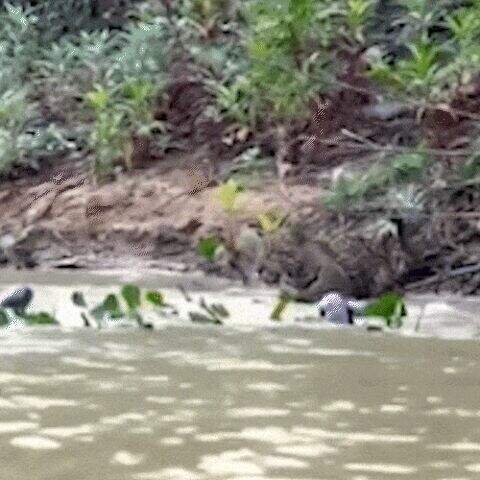 ""Gangue" de ariranhas entra em confronto com onça no Pantanal"