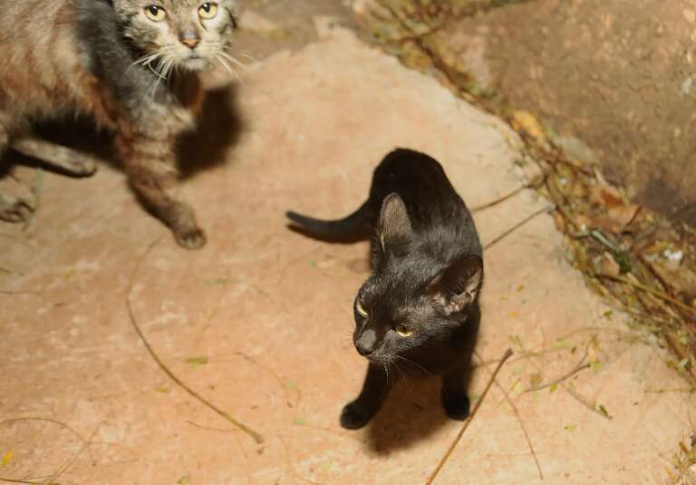 Campo Grande News