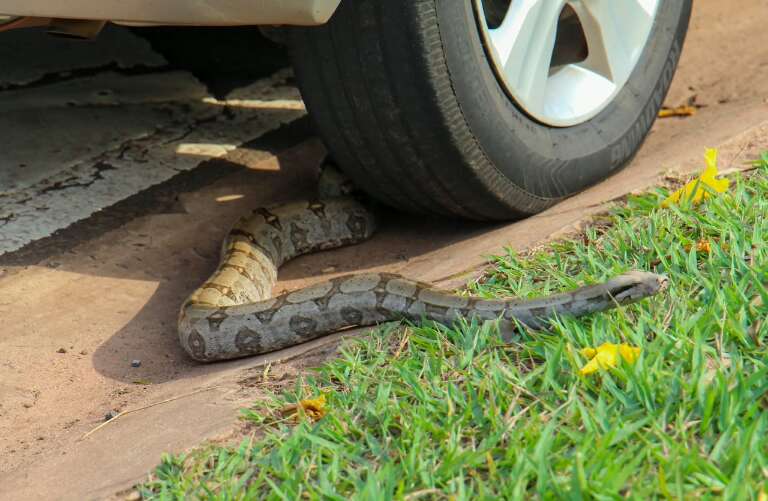 Campo Grande News