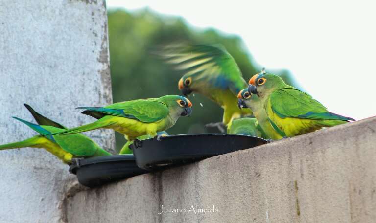 (Foto: Juliano Almeida)