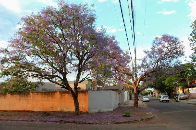 Campo Grande News