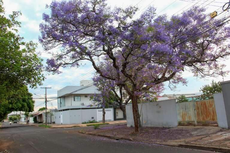 Campo Grande News