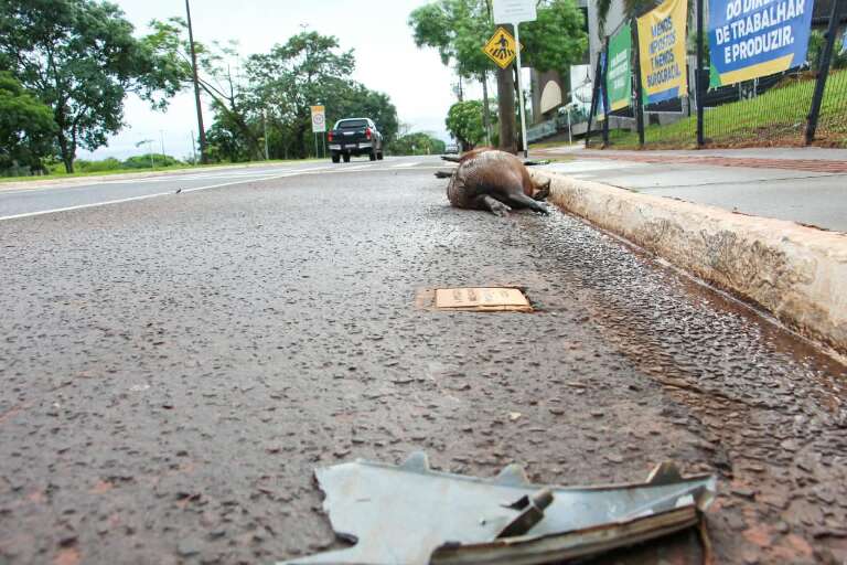 Campo Grande News