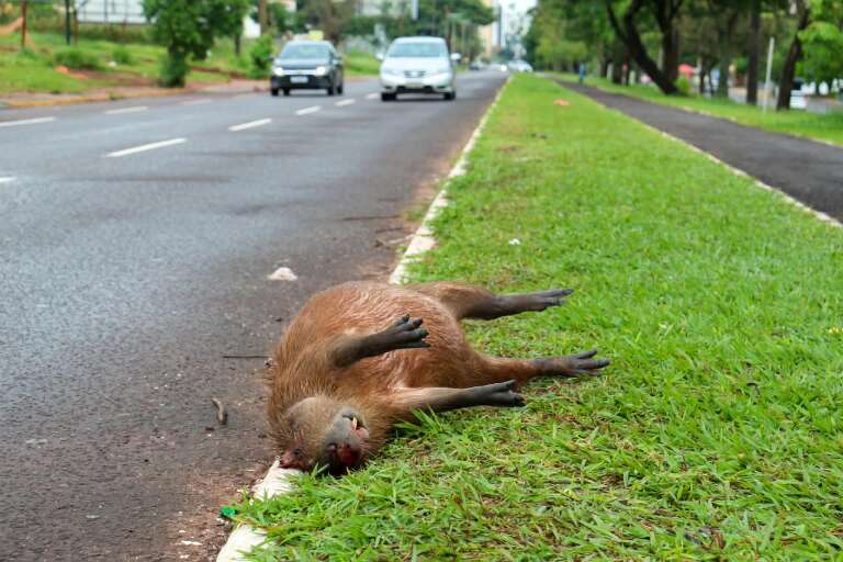 Campo Grande News