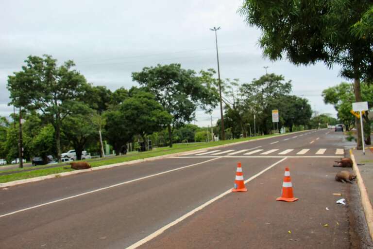 Campo Grande News