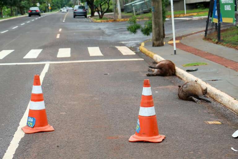 Campo Grande News