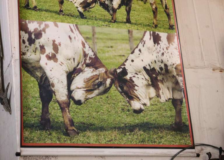 Campo Grande News
