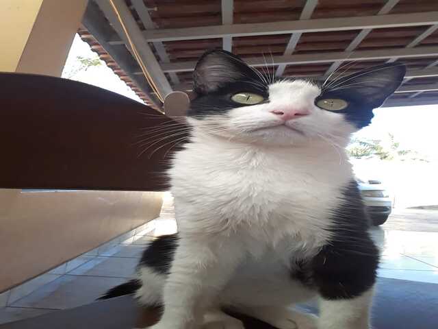 GATINHO DESAPARECIDO - AJUDE-NOS A ENCONTRAR O DEAN!