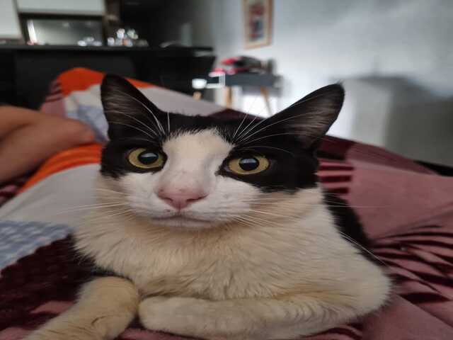 GATINHO DESAPARECIDO - AJUDE-NOS A ENCONTRAR O DEAN!