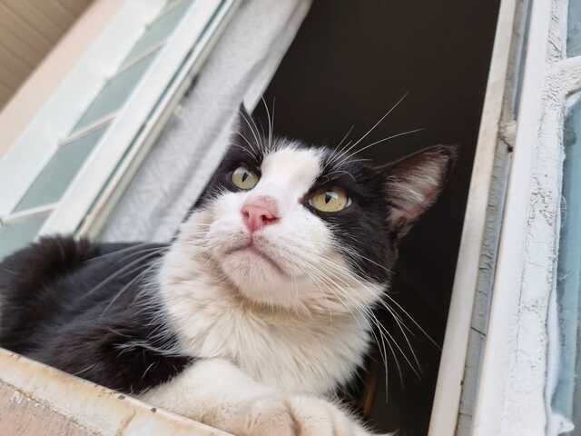 GATINHO DESAPARECIDO - AJUDE-NOS A ENCONTRAR O DEAN!