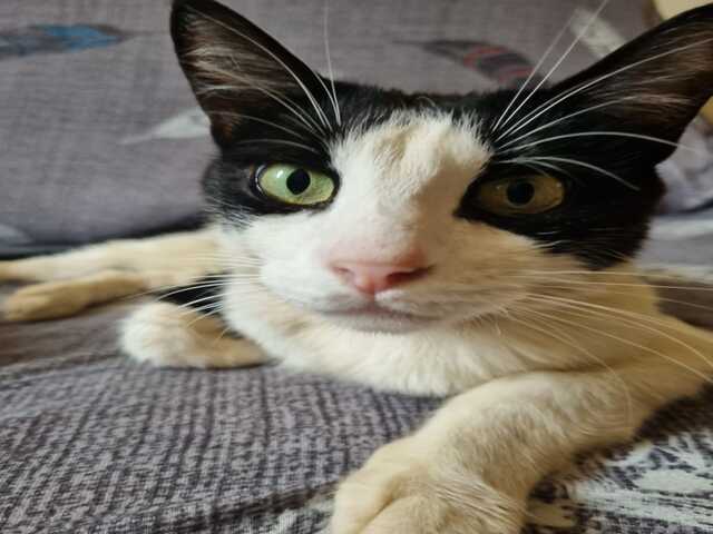 GATINHO DESAPARECIDO - AJUDE-NOS A ENCONTRAR O DEAN!