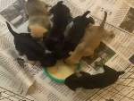 Limpeza que salva vidas: doe produtos para proteger os animais resgatados