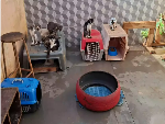 Projeto Tia Mi e os Pets precisa de medicamentos para animais abrigados