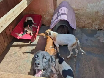 Ajude a aquecer e proteger c&atilde;es e gatos com casinha e roupas