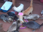 S&atilde;o Francisco precisa de doa&ccedil;&otilde;es de ra&ccedil;&atilde;o para cuidar de quase 150 animais