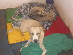 S&atilde;o Francisco precisa de medicamentos para animais resgatados