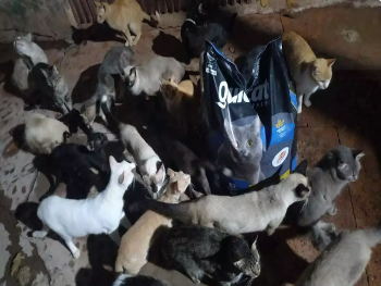 Abrigo utiliza 25kg de ra&ccedil;&atilde;o de gato a cada dois dias e faz apelo por doa&ccedil;&otilde;es