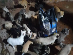 Abrigo utiliza 25kg de ra&ccedil;&atilde;o de gato a cada dois dias e faz apelo por doa&ccedil;&otilde;es
