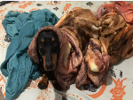 Ajude os animais resgatados do Projeto Anjos da Dani dormirem quentinhos