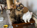 Abra um lar tempor&aacute;rio e fa&ccedil;a a diferen&ccedil;a na vida de um animal resgatado