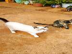 pedido de doa&ccedil;&atilde;o de ra&ccedil;&atilde;o para gatos 