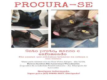 Gatinho perdido