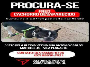 cachorro perdido
