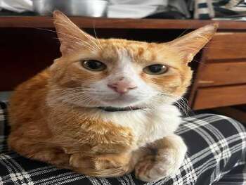 Procura-se Miu! Gato perdido na regi&atilde;o do Oliveira 3.