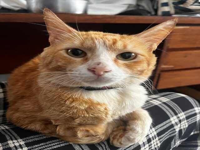 Procura-se Miu! Gato perdido na regi&atilde;o do Oliveira 3.