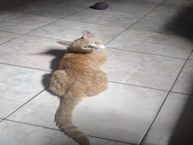 Procura-se Miu! Gato perdido na regi&atilde;o do Oliveira 3.