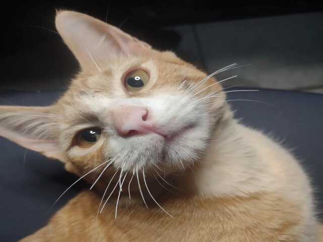 Procura-se Miu! Gato perdido na regi&atilde;o do Oliveira 3.