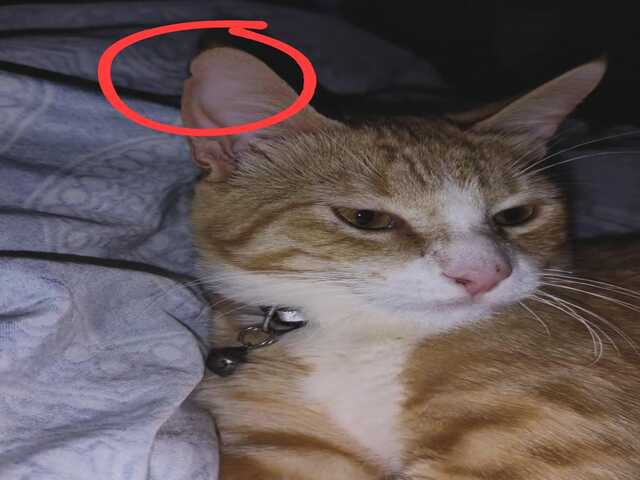 Procura-se Miu! Gato perdido na regi&atilde;o do Oliveira 3.