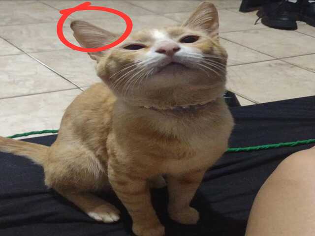 Procura-se Miu! Gato perdido na regi&atilde;o do Oliveira 3.