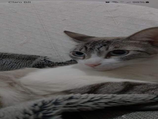 Gato desaparecido na regi&atilde;o Central de Campo Grande MS