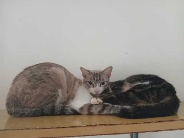 Gato desaparecido na regi&atilde;o Central de Campo Grande MS