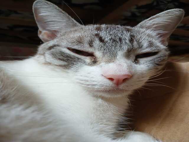 Gato desaparecido na regi&atilde;o Central de Campo Grande MS